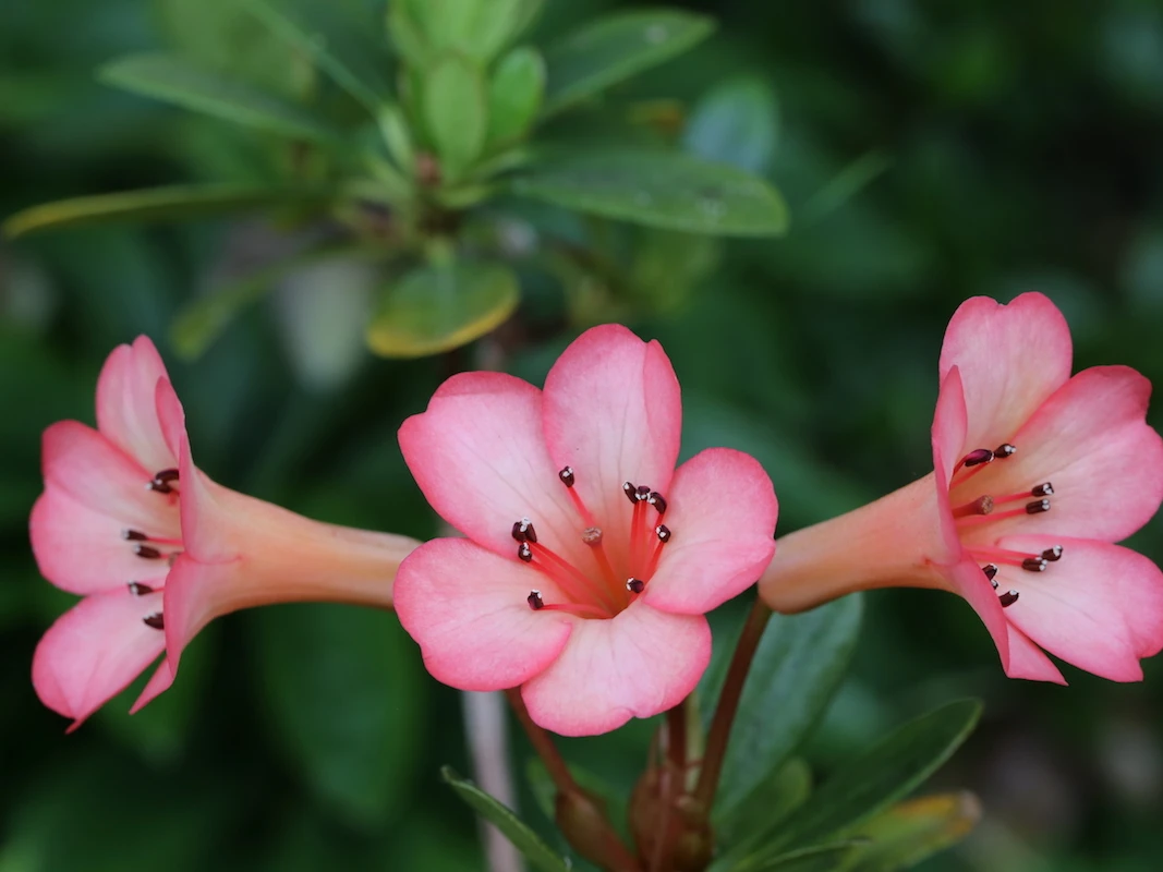 Saxon Blush Vireya